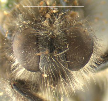 Media type: image;   Entomology 12788 Aspect: head frontal view